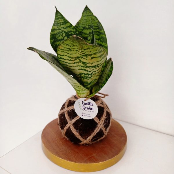 A Lucy Kokedama