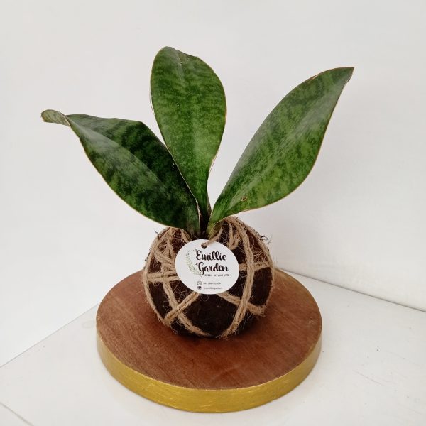 Akira Kokedama