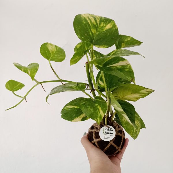 Cleo Kokedama