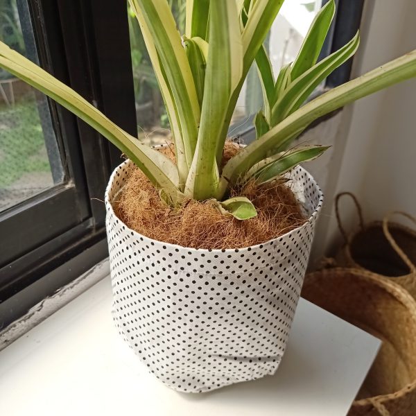Cover Pot in Polkadot