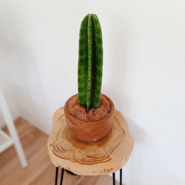 Axa Cactus in Terra Pot