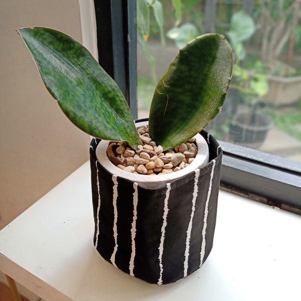 Cover Pot In Black
