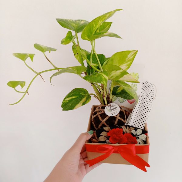 Green Hampers 2
