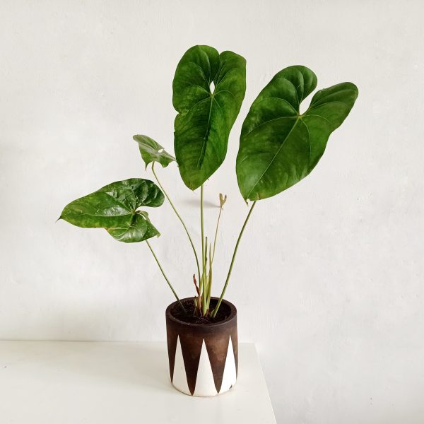 Anthu in vintage