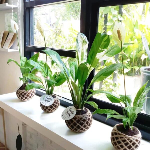 Peace Lily Kokedama