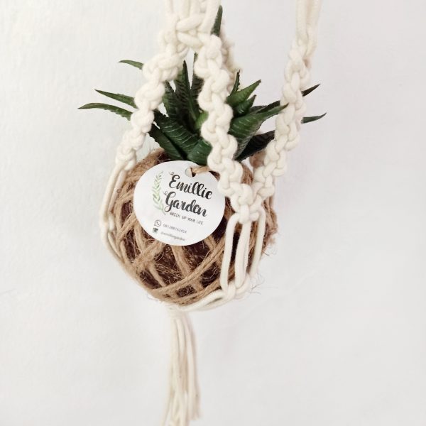 Kokedama in Macrame 1