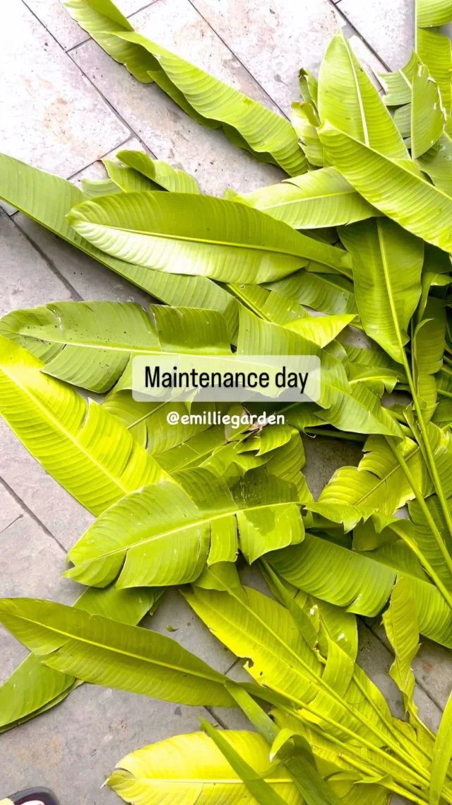 Apa sih gunanya Maintenance ?

- Merapihkan komposisi tanaman
- Merangsang pertumbuhan tanaman
- Pemupukan untuk menutrisi tanaman
- Menyiangi tanaman yang sudah tua

Jadi, jangan lupa ya utk selalu di #maintenance 🌿
Kalo kamu ga punya waktu, team kami siap membantu

Please DM for more info 🍒😘

#emilliegarden #landscapemaintenance #landscapedesign
#homedecor #homeliving #home #garden #plant #tropical